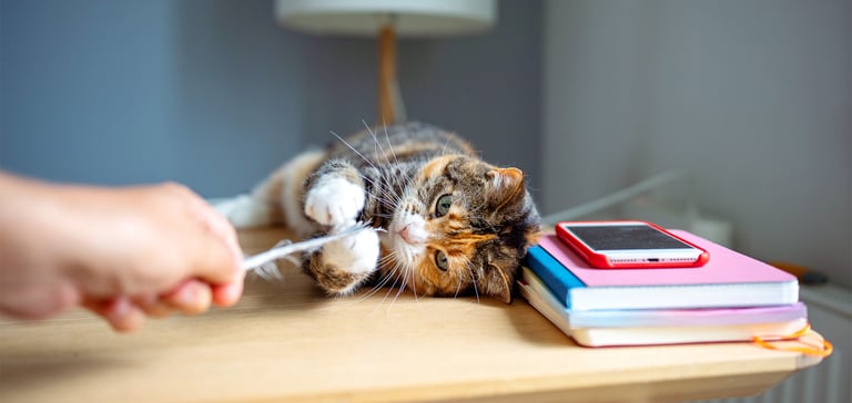 A cat playing.