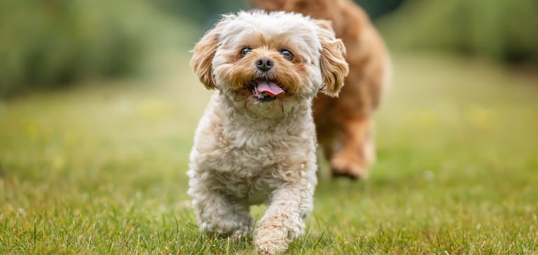 A cream coloured dog walking on grass.