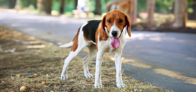 An American Foxhound standing by a road.