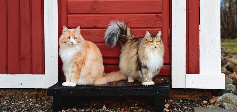 Two cats sitting outside of a red shed.