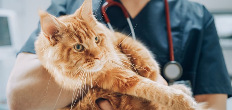 image of cat being held by vet