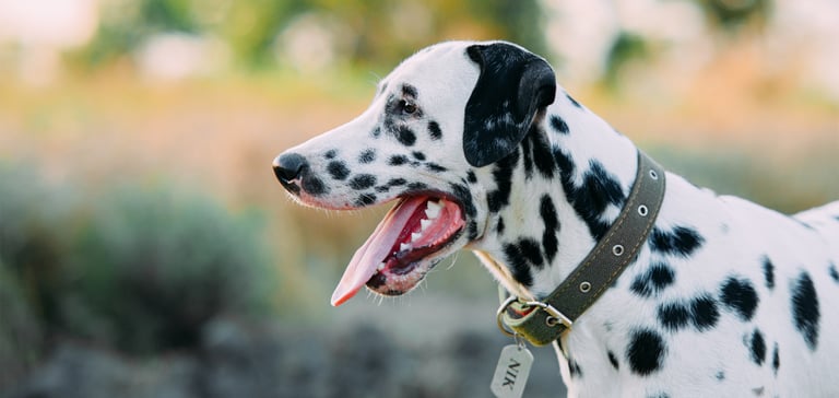 a dalmation wearing a collar