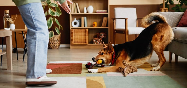 A large brown and black dog wanting to play.