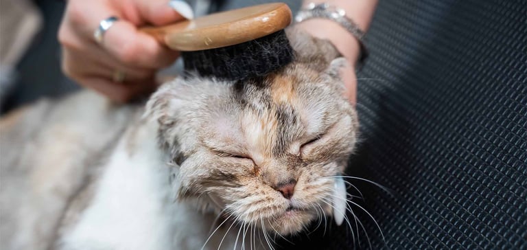 cat getting head brushed