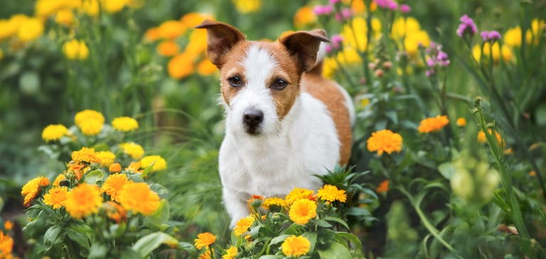 A wire-haired Jack Russell standing in wildflowers.