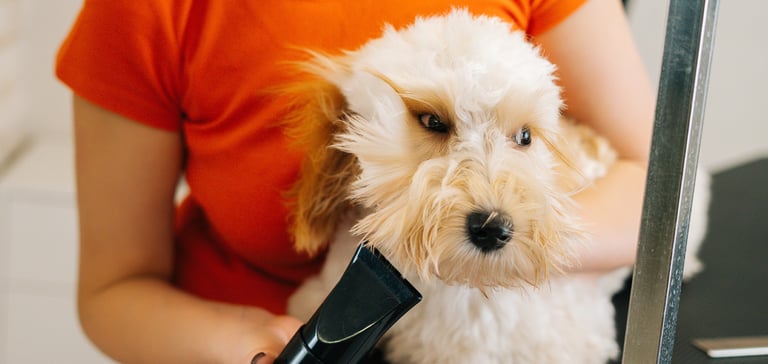 A labradoodle being groomed with hairdryer.