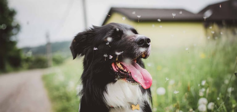 dog sitting close to floating dandelion seeds