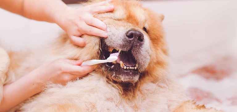 a dog having its teeth cleaned