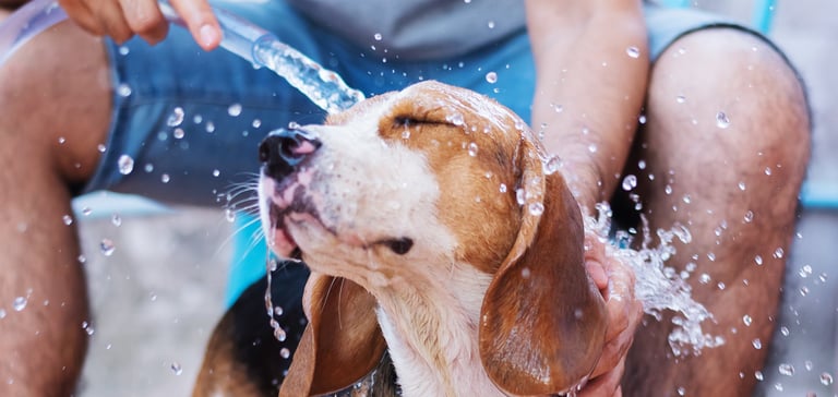 A beagle being hosed down.