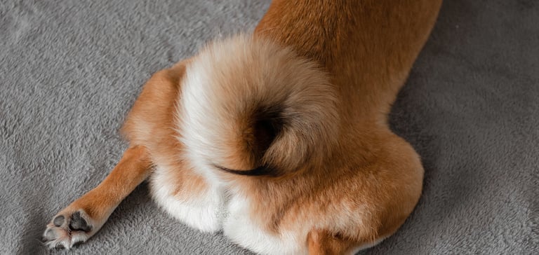 A close up image of a Shiba Inu's curly tail.