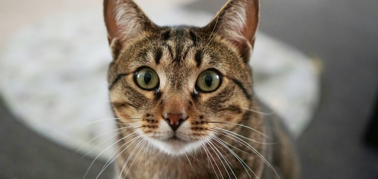 Sokoke cat with wide eyes looking into camera