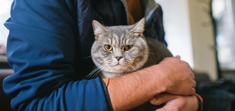 A cat being held in a man's arms.