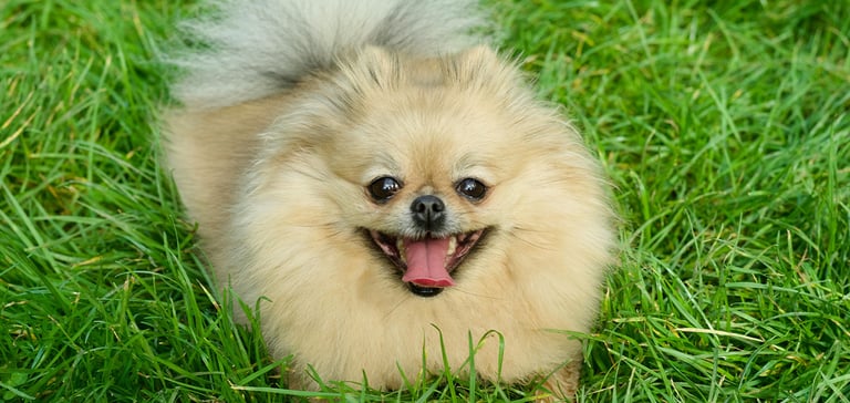 Pomeranian with mouth open sitting in grass