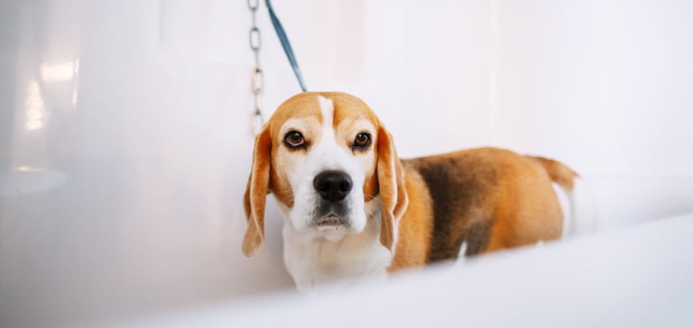 A beagle standing in the bath waiting to be groomed.