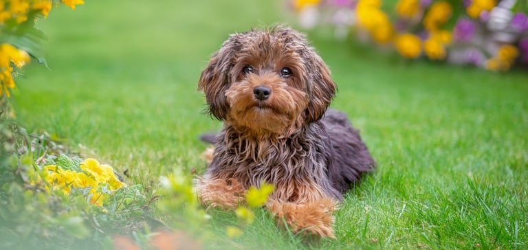 sable maltipoo lying on grass