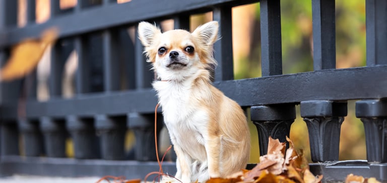 chihuahua siting on a bench with some autumn leaves next to it