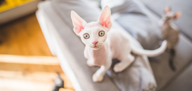 White Devon Rex cat staring up at camera from a couch