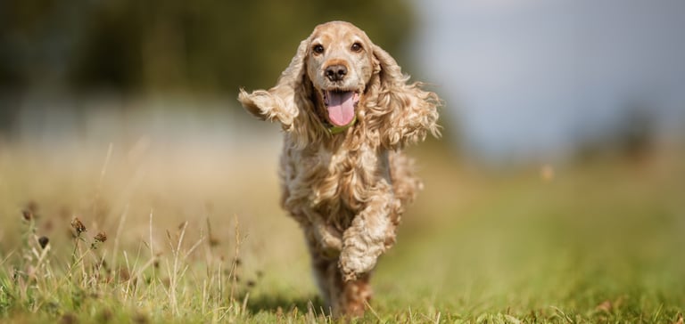 Older Golden Cocker Spaniel running in a field