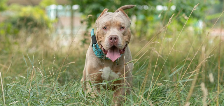 An XL Bully bounding through grass.
