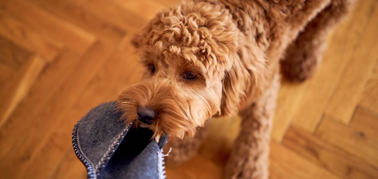 A Cockapoo tugging on a slipper.