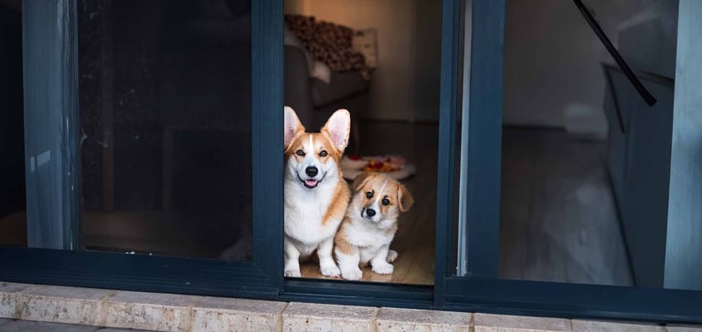a puppy being introduced to an adult dog