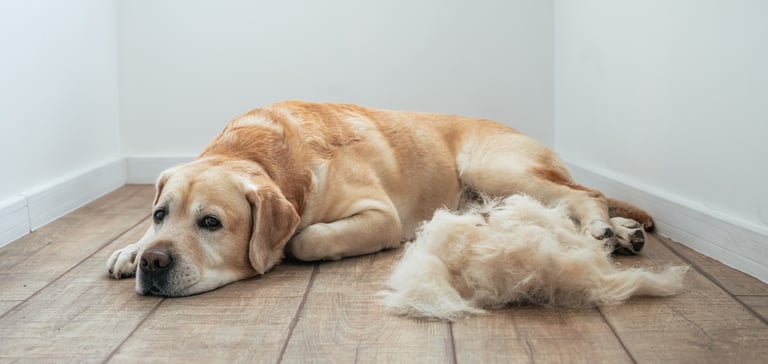Golden lab retriever lying on wooden floor in front of a tuft of hair