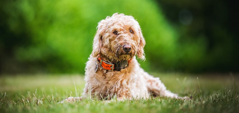 Labradoodle lying on grass