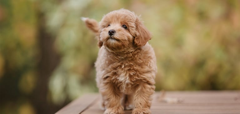 A puppy Maltipoo standing outdoors.