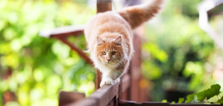 Ginger cat walking along fence
