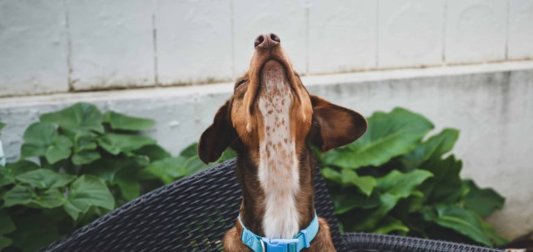 A dog straining its neck to look up