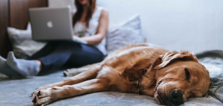 dog laying down by woman on laptop