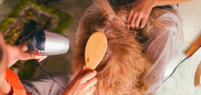 a cockapoo being groomed