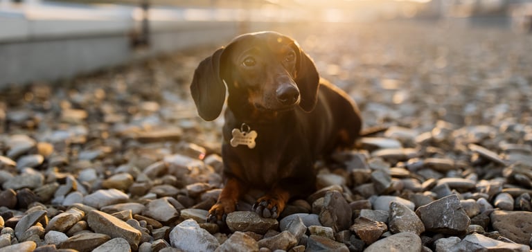 a dachshund laying on pebbles