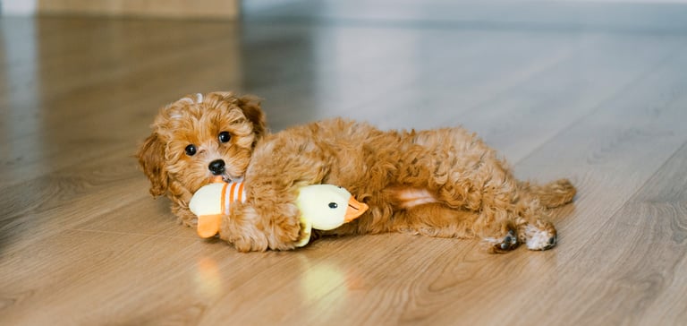 A puppy Cavapoo laying with their toy on wooden flooring.