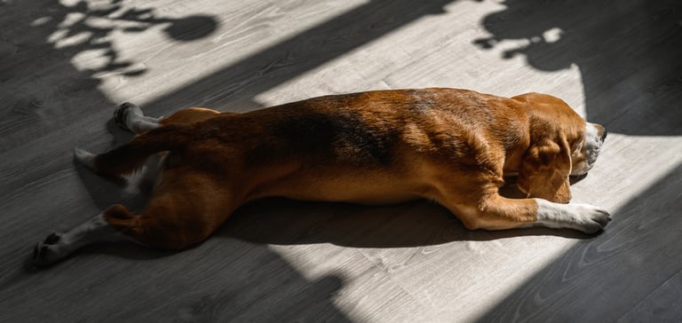 A dog splooting with his back and front legs outstretched.