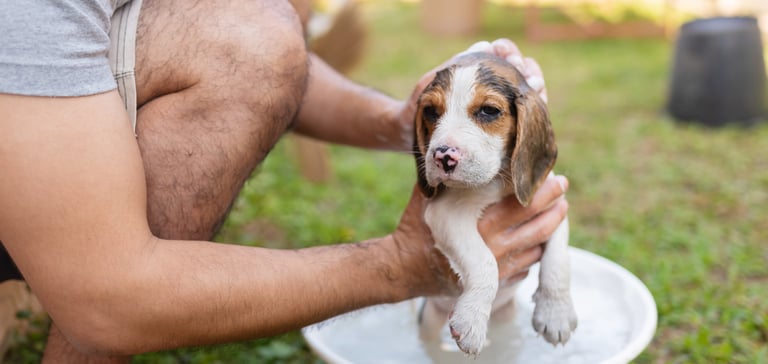 A puppy being bathed outdoors.