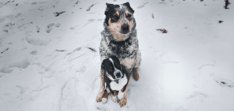a puppy and an adult dog in the snow