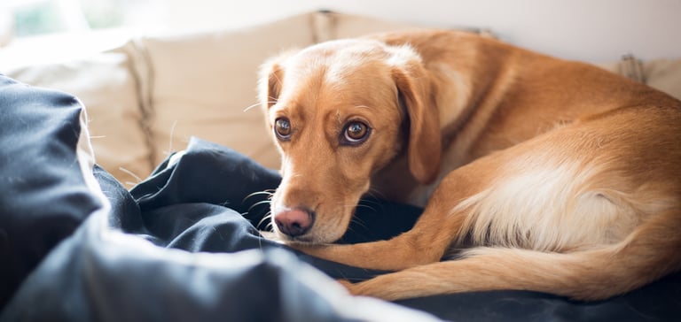 Golden spaniel lying on a couch looking a bit scared