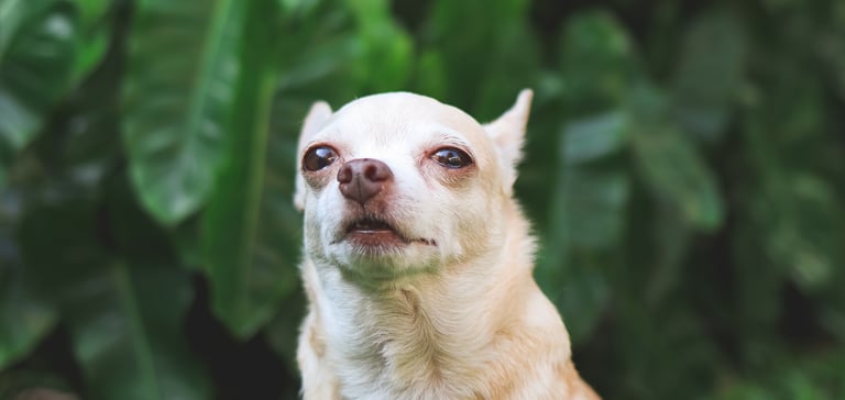 A white Chihuahua with his ears back. He is stood against a leafy background.