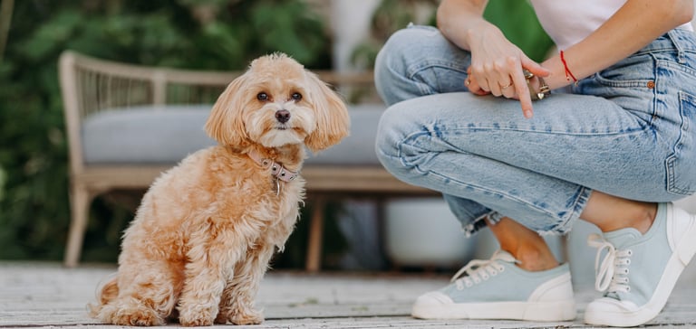 A maltipoo sitting outdoors.