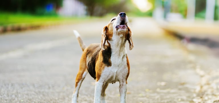 A beagle howling outdoors.