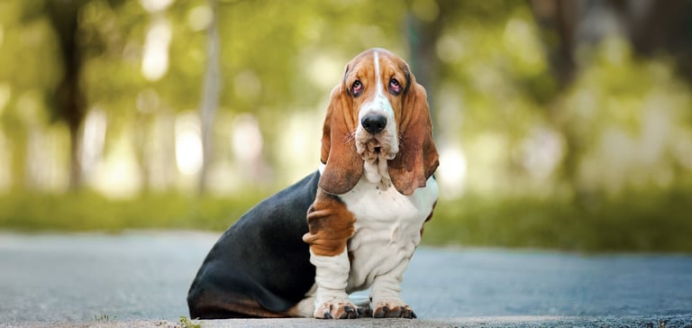 A Basset Hound sitting on the floor outdoors.