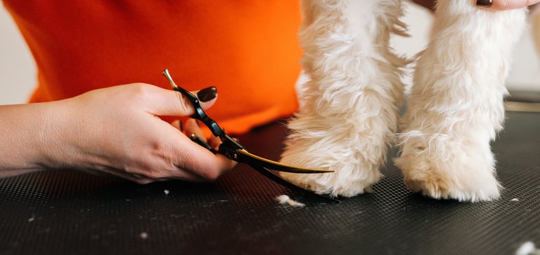 A labradoodle having his feet trimmed.