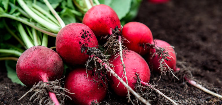 bunch of radishes on top of soil