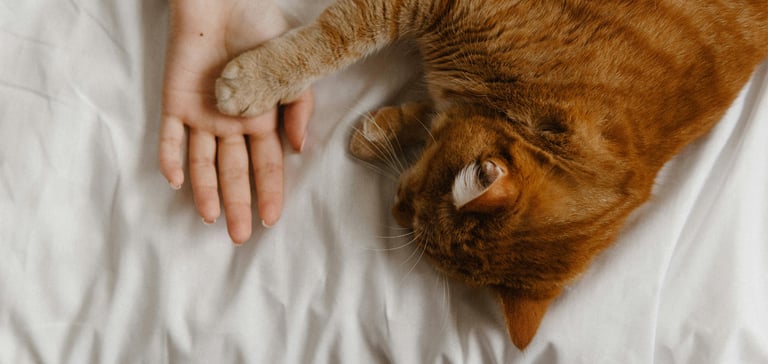A ginger cat laying on a white sheet and holding their owners hand.