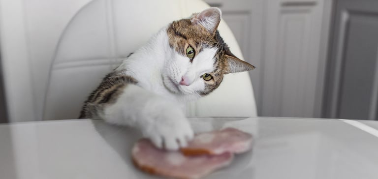 cat sitting at white table eating ham