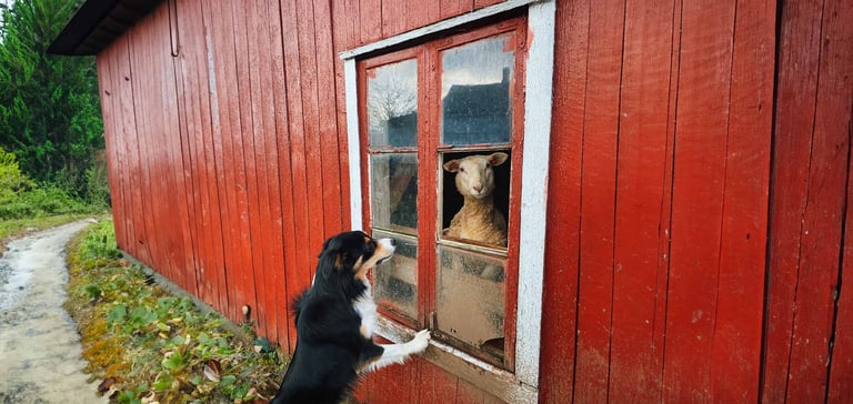 border collie looking at a menacing sheep