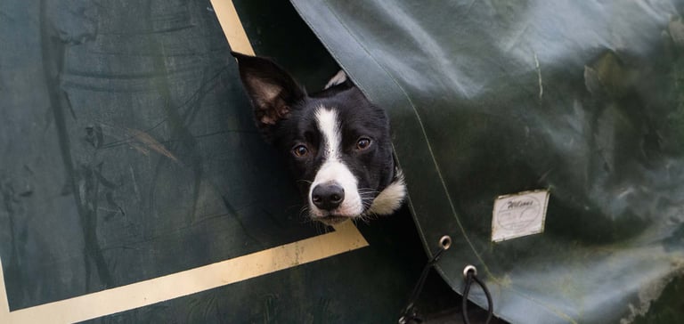 border collie looking out of a tent