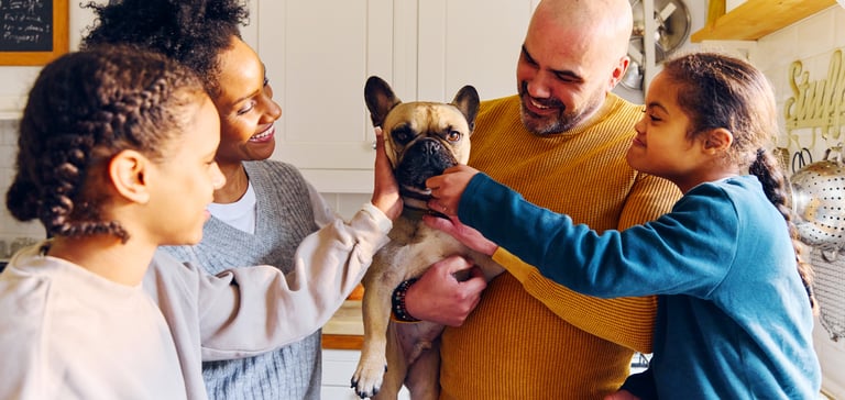 A french bulldog being held and cuddled by their family.
