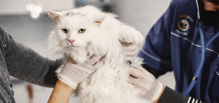 white cat being held by vet